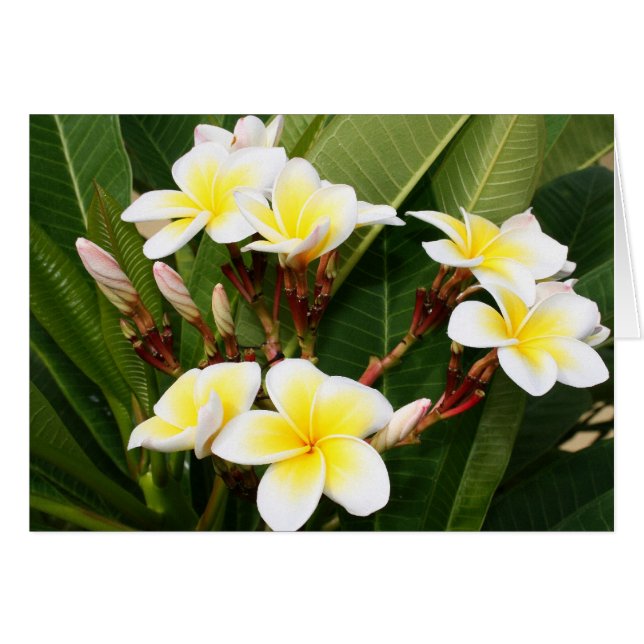 Bouquet Plumeria (Devant horizontal)