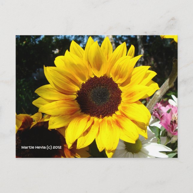 Bouquet Sunflower & Friends - Carte postale (Devant)