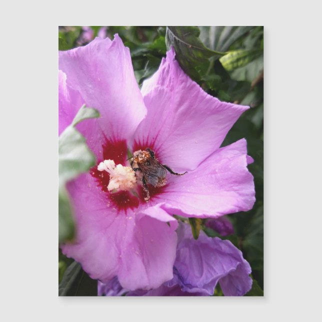 Bourdon sur fleur d'Hibiscus Carte magnétique (Devant)