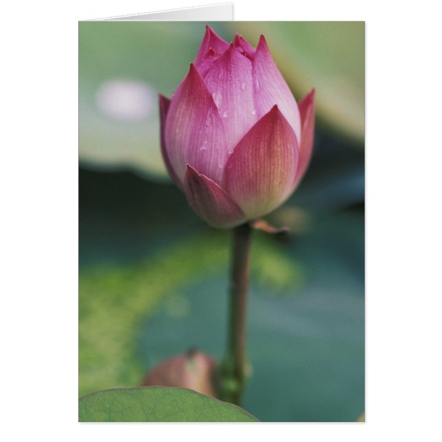 Bourgeon de fleur de lotus, Hangzhou, province de  (Devant)