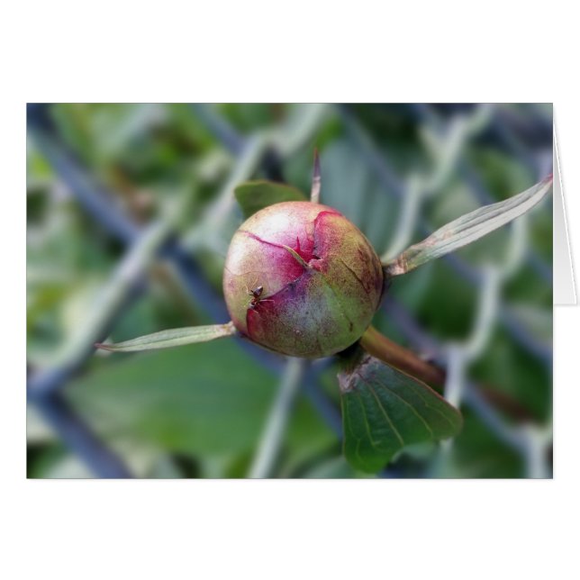 bourgeon de pivoine (Devant horizontal)