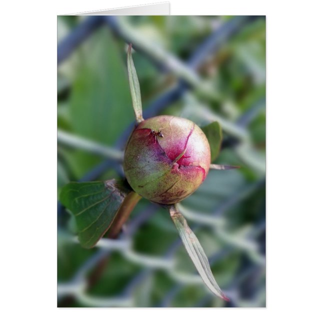 bourgeon de pivoine (Devant)