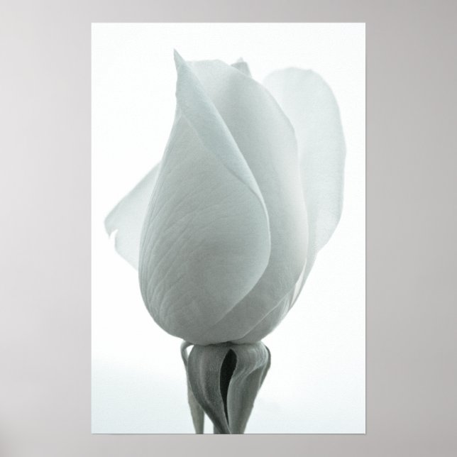 Bourgeon de rose blanche ... affiche (Devant)