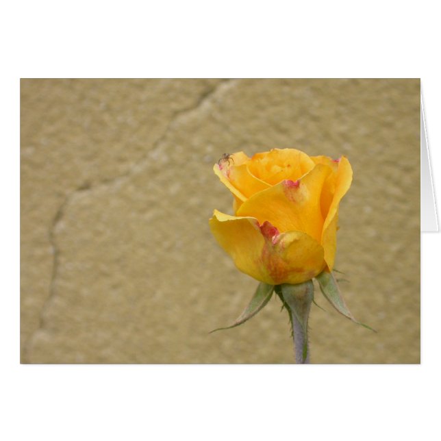 Bourgeon de rose jaune (Devant horizontal)