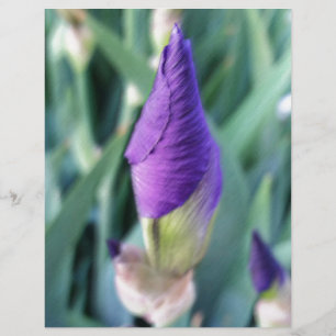 bourgeon d'iris pourpre