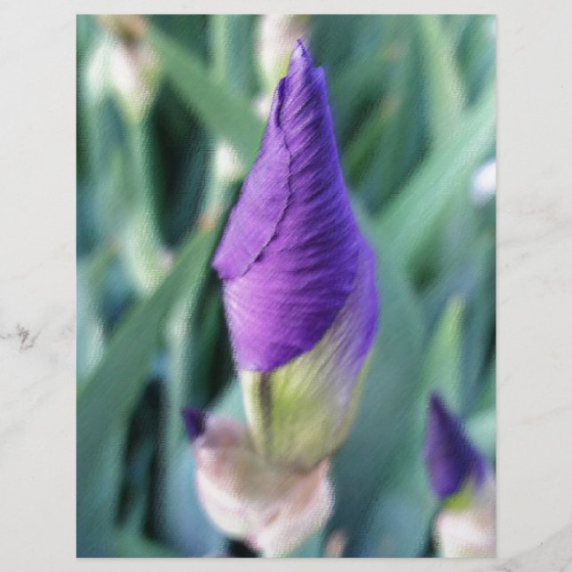 bourgeon d'iris pourpre (Devant)