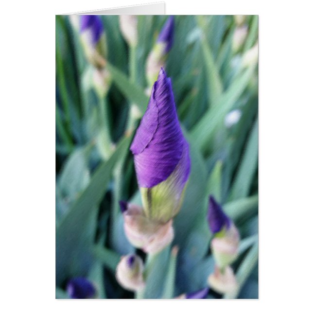 bourgeon d'iris pourpre (Devant)