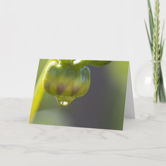 Bourgeon et carte de voeux de baisse (Devant)