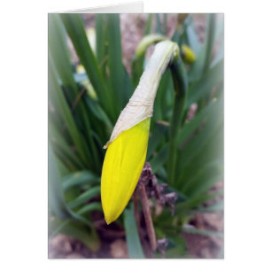 bourgeon jaune