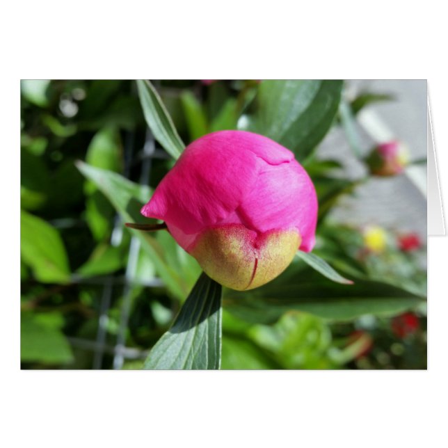 bourgeon rose profond (Devant horizontal)