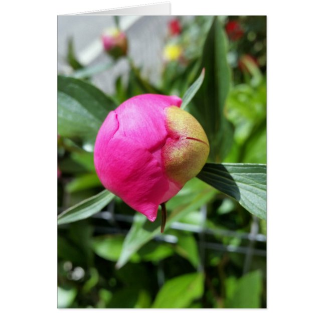 bourgeon rose profond (Devant)