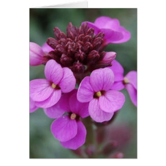 bourgeon violet
