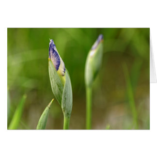 Bourgeons d'iris