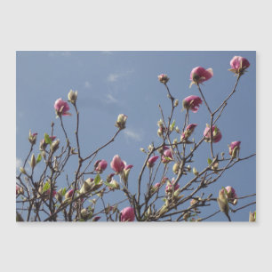 Bourgeons roses de magnolia