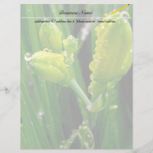 bourgeons verts printaniers