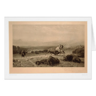 Bout de Buffalo Bierstadt (0137A) - reconstitué