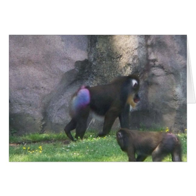 Bout de singe (Devant horizontal)