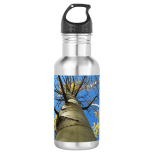 Bouteille D'eau Arbre grand de tremblement Aspen