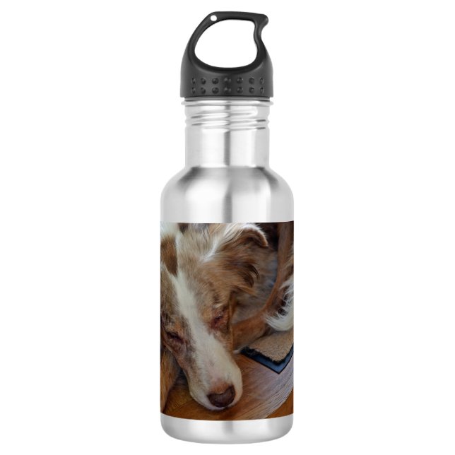 Bouteille D'eau berger australien rouge merle dormir (Devant)