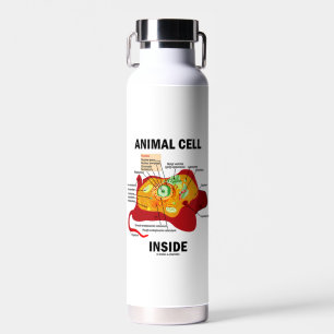 Bouteille D'eau Cellule animale à l'intérieur du diagramme Eukaryo