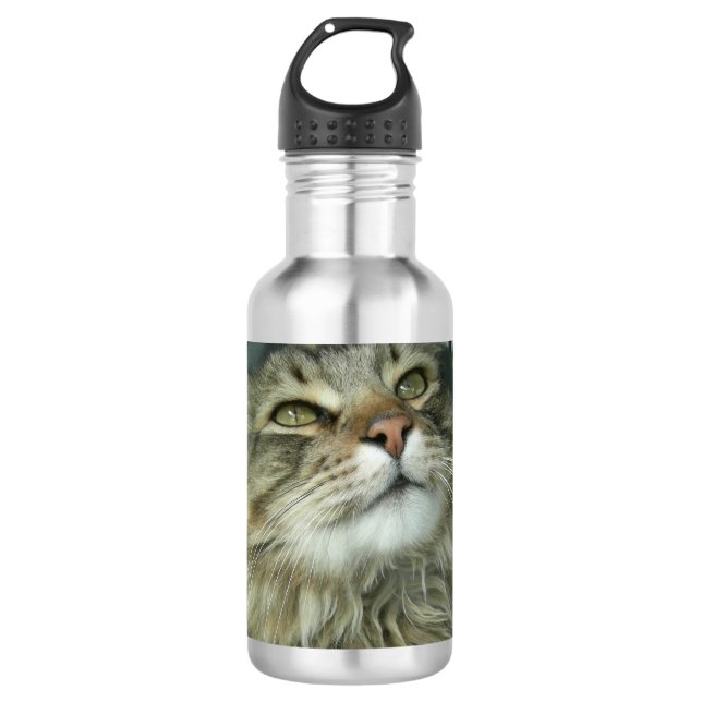 Bouteille D'eau chaton Maine Coon (Devant)