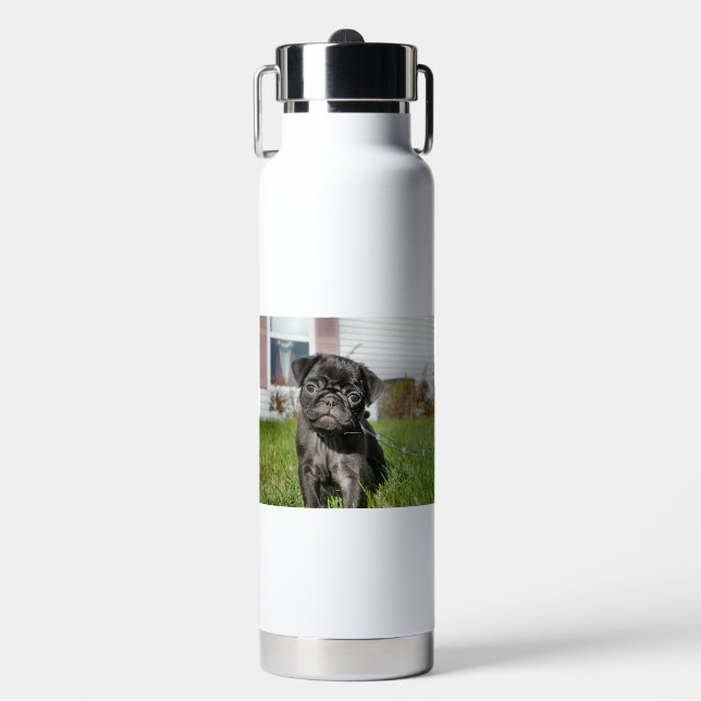 Bouteille D'eau Chiot de Carlin noir (Salle de sport)
