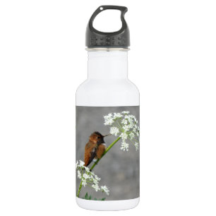 Bouteille D'eau Colibri sur la fleur de dentelle de la reine Ann