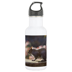 Bouteille d'eau de l'écureuil