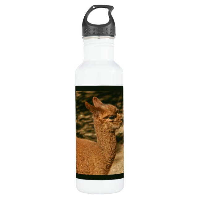 Bouteille D'eau En Acier Inoxydable Alpaca Cria - "Papa's Surprise" (Devant)
