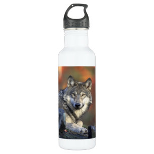 Bouteille D'eau En Acier Inoxydable Beau loup