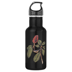 Bouteille D'eau En Acier Inoxydable Bonaparte Moucherolle Audubon Bird en Magnolia