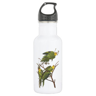 Bouteille D'eau En Acier Inoxydable Carolina Parakeet par Audubon