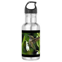 Bouteille d'eau en acier inoxydable de colibri