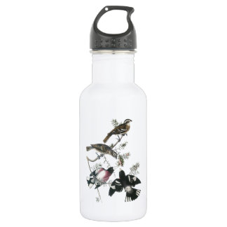 Bouteille D'eau En Acier Inoxydable Grosbeak à poitrine rose par Audubon