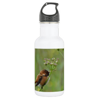 Bouteille D'eau En Acier Inoxydable Joli petit colibri