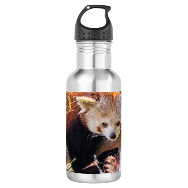 Bouteille D'eau Petit panda roux paresseux (Devant)