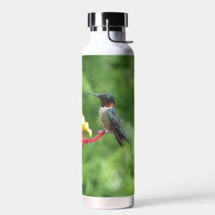 Bouteille D'eau Photographie d'oiseau Colibri à gorge rubis