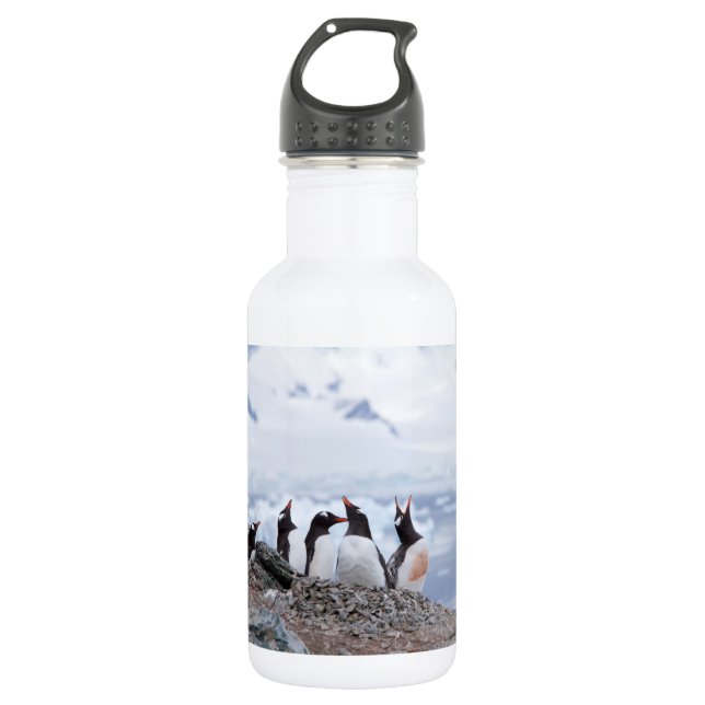 Bouteille D'eau Pingouins en Antarctique (Devant)