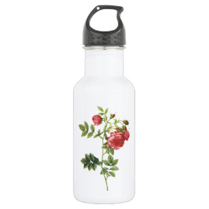 Bouteille D'eau rose de navet (Rosa rapa) par Redouté