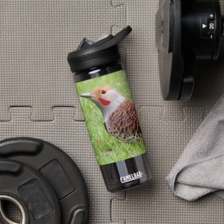 Bouteille D'eau Stunning Northern Flicker Foraging in the Grass