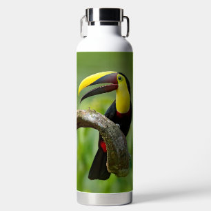 Bouteille D'eau Toucan assis sur la branche dans la forêt