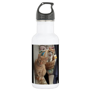 bouteilles d'eau de chat gingembre