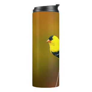 Bouteilles Isothermes American Goldfinch - Photo originale