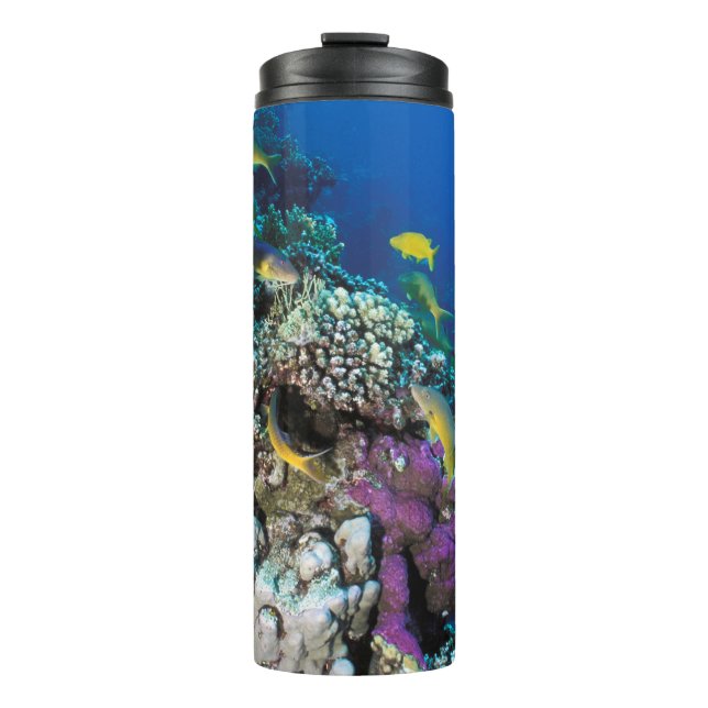 Bouteilles Isothermes Banc de rougets autour d'un petit corail (Devant)