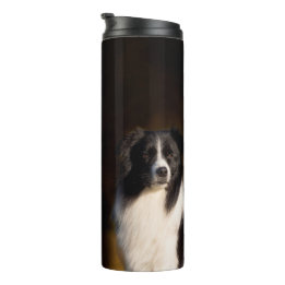 Bouteilles Isothermes Border collie
