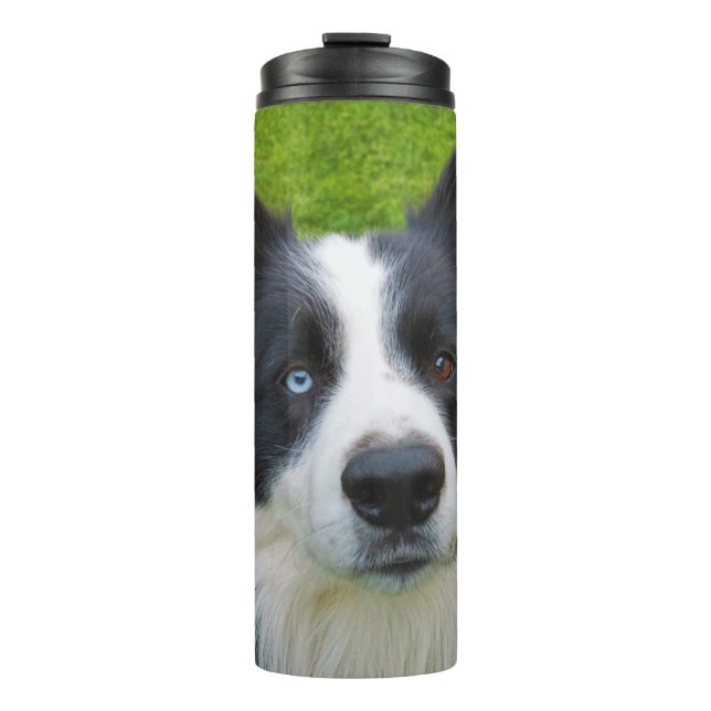 Bouteilles Isothermes Bordure Collie (Devant)
