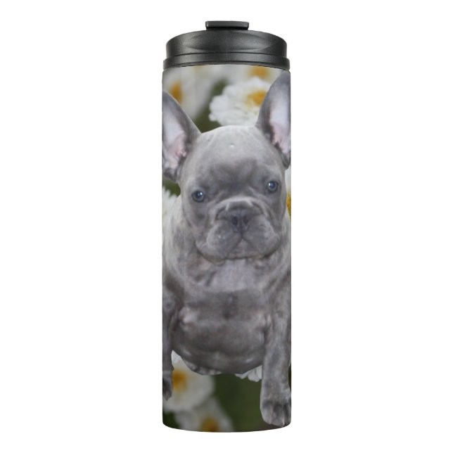 Bouteilles Isothermes Bouledogue français (Devant)