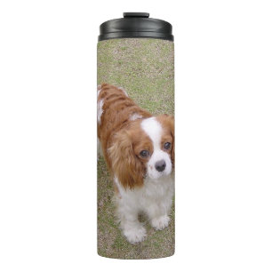 Bouteilles Isothermes Cavalier roi-charles-spaniel plein