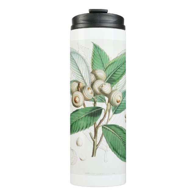 Bouteilles Isothermes Chêne vert (Devant)