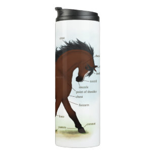 Bouteilles Isothermes Cheval De Baie Avec Lame Éducative Anatomique Grap